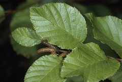 American Green Alder