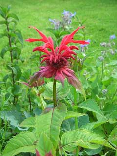 Bergamot, Scarlet beebalm, Horsemint, Oswego Tea, Bee  Balm