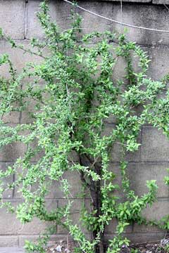 Chinese Boxthorn, Chinese desert-thorn