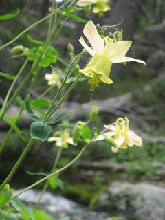 Columbine,  Yellow columbine