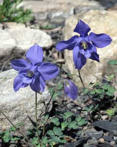 Columbine, Jones' columbine, Blue limestone columbine