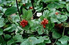 Creeping Dogwood, Bunchberry dogwood, Bunchberry