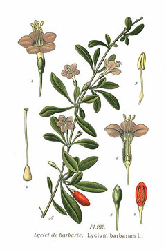 Goji, Box Thorn, Matrimony vine