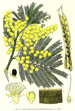 Green Wattle