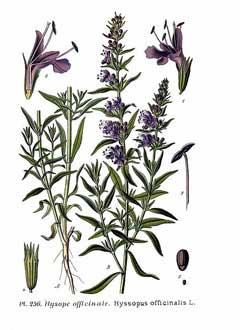 HyssopusOfficinalis