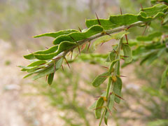 Kangaroo Thorn, Paradox acacia