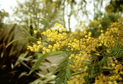 Mimosa, Silver wattle