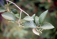 Mountain Alder, Thinleaf alder