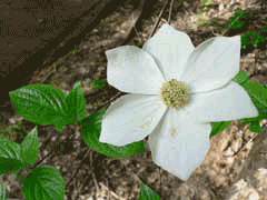 Mountain Dogwood, Pacific dogwood, Western Dogwood