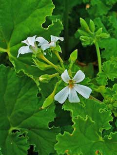 PelargoniumOdoratissimum