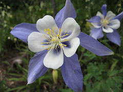 Rocky Mountain Columbine, Colorado blue columbine, Dailey's columbine, White Colorado columbine