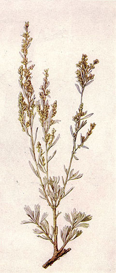 Sage Brush, Big sagebrush, Bonneville big sagebrush