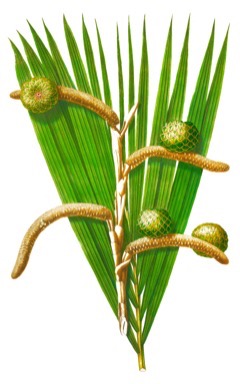 Sago Palm