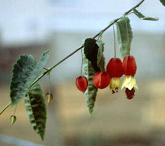 Trailing Abutilon