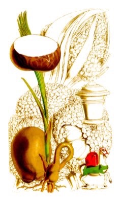 Vegetable Ivory, Tagua, Nut Palm, Ivory nut palm
