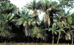 Vegetable ivory, Corozo, Ivory palm